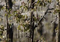 Salnas ziedēšanas laikā: bojājumu novērtēšana un ražas iespējas