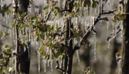 Salnas ziedēšanas laikā: bojājumu novērtēšana un ražas iespējas