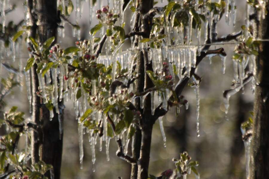 Salnas ziedēšanas laikā: bojājumu novērtēšana un ražas iespējas