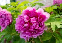 Krāšņu un bagātīgu peoniju noslēpums: ierobežojiet šo ierasto sastāvdaļu, lai pavasarī nepaliktu bez ziediem