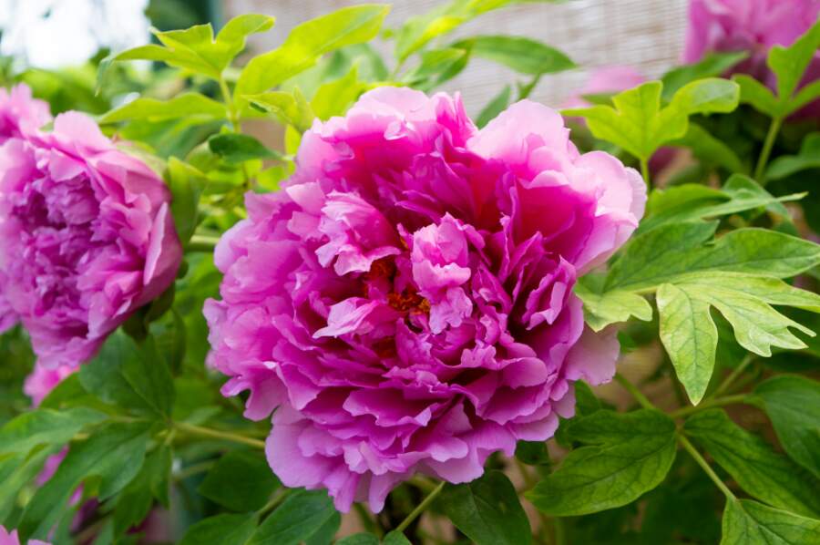 Krāšņu un bagātīgu peoniju noslēpums: ierobežojiet šo ierasto sastāvdaļu, lai pavasarī nepaliktu bez ziediem