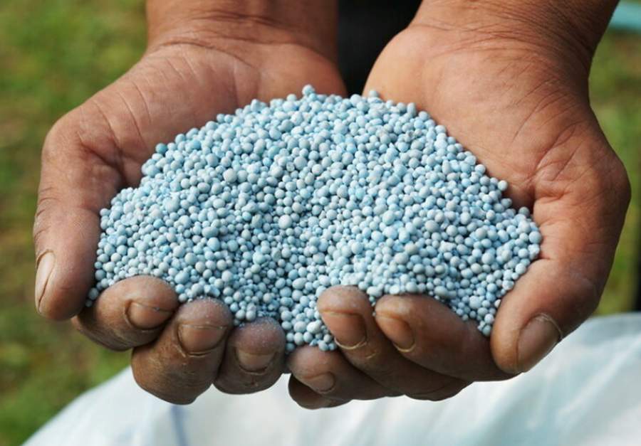 Dārzniece Zinaīda atklāja man noslēpumu: daudzgadīgo ziedaugu mēslošana pavasarī krāšņai ziedēšanai