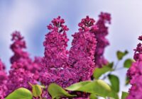 Ceriņu krāšņās ziedēšanas knifs: kā savaldīt atvases un izaudzēt iespaidīgas ziedu skaras