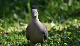 Iepazīstiet lauku balodi – lielāko un izplatītāko baložu sugu Latvijā