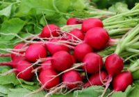 Kā es tiku pie izcilas redīsu ražas: kaimiņiene dārzniece iemācīja man 8 svarīgus principus