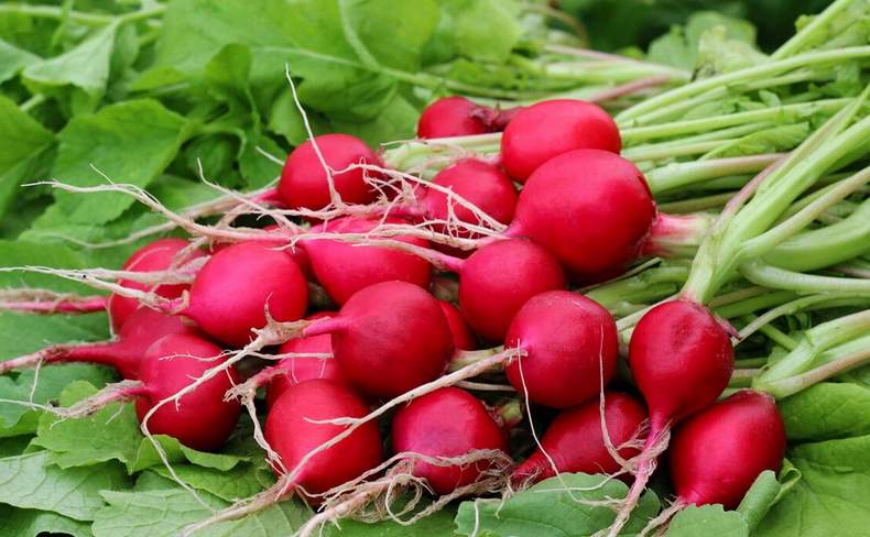 Kā es tiku pie izcilas redīsu ražas: kaimiņiene dārzniece iemācīja man 8 svarīgus principus