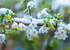 Svelmains maija sākums: kāpēc meteorologi šīs dienas sauc par unikālām pēdējo divu gadsimtu vēsturē