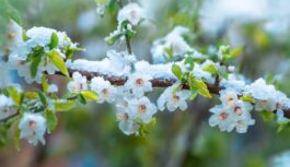 Svelmains maija sākums: kāpēc meteorologi šīs dienas sauc par unikālām pēdējo divu gadsimtu vēsturē