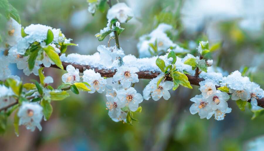 Svelmains maija sākums: kāpēc meteorologi šīs dienas sauc par unikālām pēdējo divu gadsimtu vēsturē