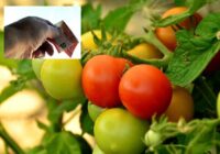 Dārzniecības prognozē vietējo gurķu un tomātu cenu kāpumu – tiek nosaukti arī cipari