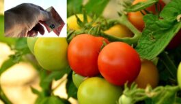 Dārzniecības prognozē vietējo gurķu un tomātu cenu kāpumu – tiek nosaukti arī cipari Dārzniecības prognozē vietējo gurķu un tomātu cenu kāpumu – tiek nosaukti arī cipari