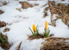 Lieldienu pārsteigums no ziemeļiem: sinoptiķi atklāj, vai tiešām Latviju klās sniega sega