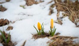 Lieldienu pārsteigums no ziemeļiem: sinoptiķi atklāj, vai tiešām Latviju klās sniega sega