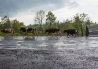 Pavasara vētra, lielgraudu krusa, sniegputenis, lietus – sinoptiķi publicējuši jaunāko laikapstākļu prognozi