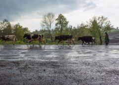 Pavasara vētra, lielgraudu krusa, sniegputenis, lietus – sinoptiķi publicējuši jaunāko laikapstākļu prognozi