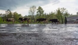 Pavasara vētra, lielgraudu krusa, sniegputenis, lietus – sinoptiķi publicējuši jaunāko laikapstākļu prognozi